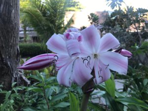 Seychellen Blume