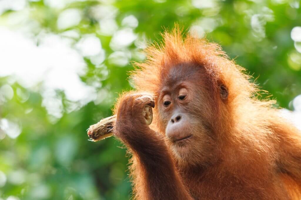 Malaysia Orang Utan Baby Malaysia Orang Utan Baby