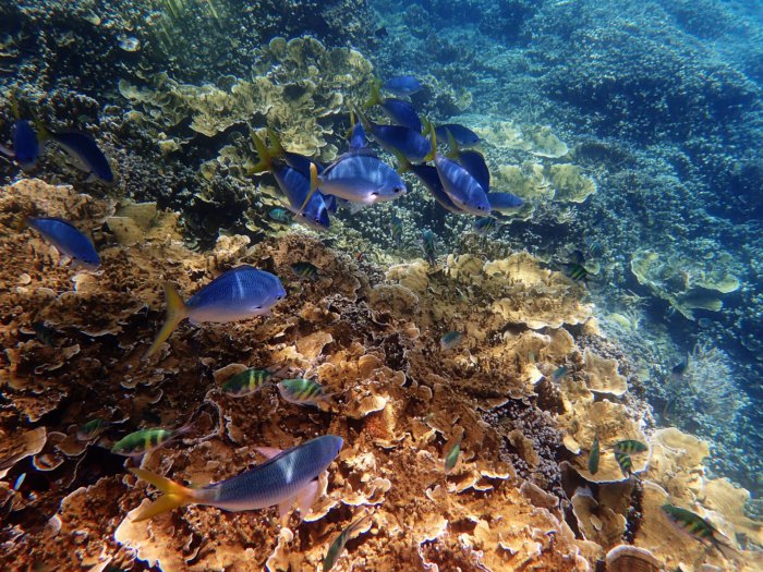 Great Barrier Reef Urlaub