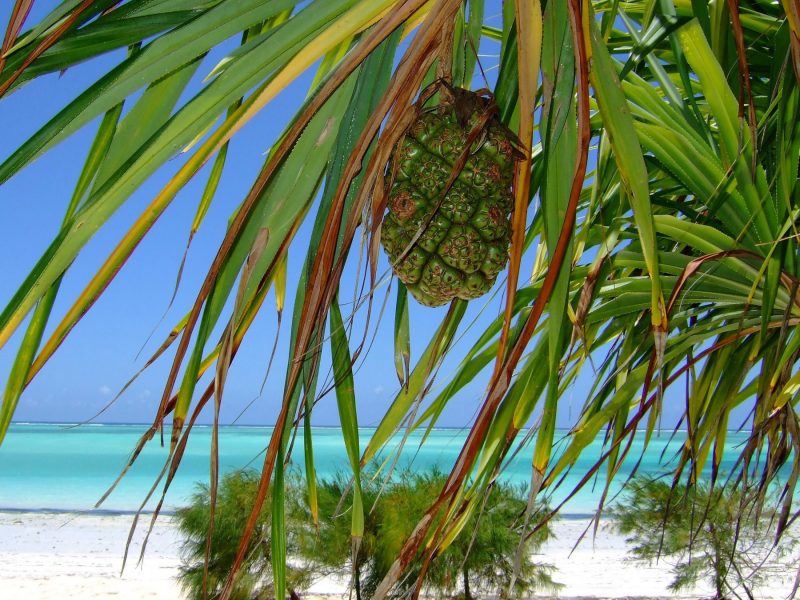 Tansania Sansibar Urlaub Tansania Sansibar Urlaub