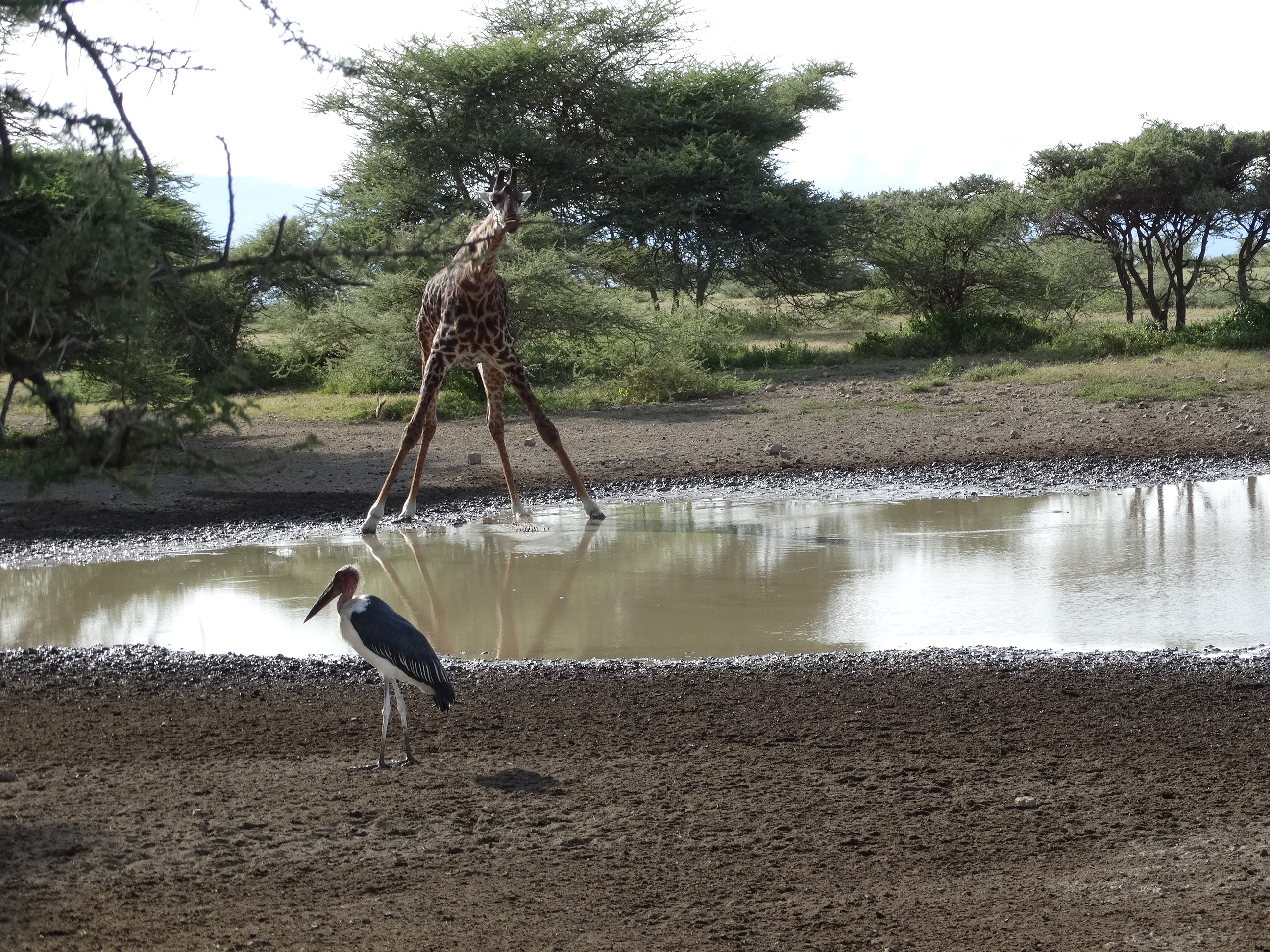 Giraffe Wasserloch