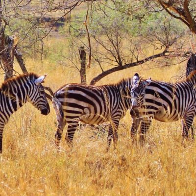 Tansania Urlaub Tierwelt Tansania Urlaub Tierwelt