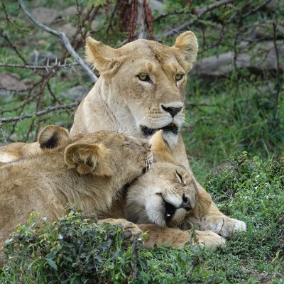 kenia safari