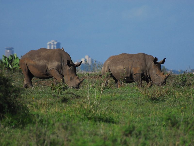 reise nach kenia nairobi