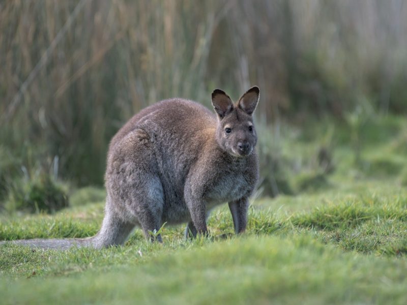 Rundreise Tasmanien Wallaby